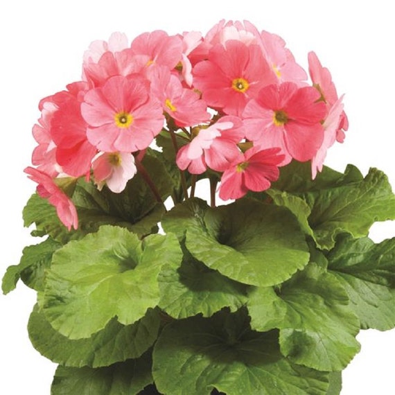 Primrose Primula vulgaris Mini flower seeds for planting in home garden or shaded containers - for planting in home garden