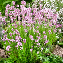 Heirloom Non-GMO Rosea Pink Lavender Seeds for cooks growing the Colorful Garden Blooms