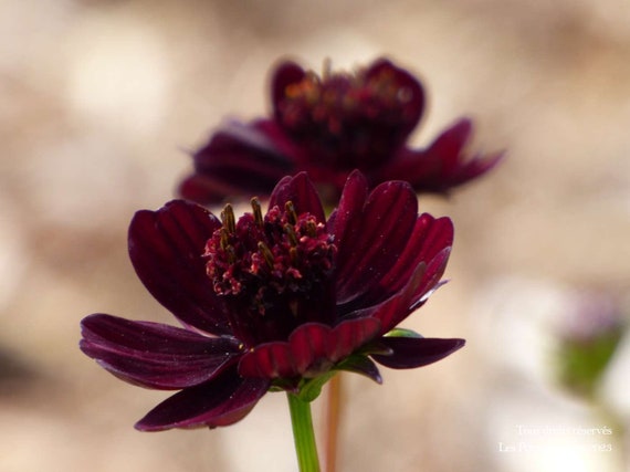 Cosmos Black Magic Cosmos atrosanguineus flower seeds for planting in home garden or pollinator-friendly space - for planting in home garden