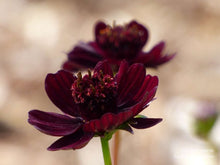 Cosmos Black Magic Cosmos atrosanguineus flower seeds for planting in home garden or pollinator-friendly space - for planting in home garden