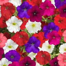 Petunia Red and Purple Mix Seeds for a colorful addition to any planting