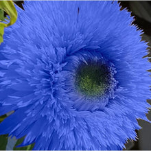 TEDDYB Sonnenblumensamen Seeds valued for cute, Small Sunflowers