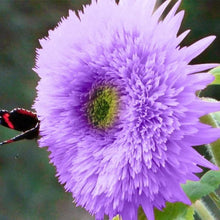 TEDDYB Sonnenblumensamen Seeds valued for cute, Small Sunflowers