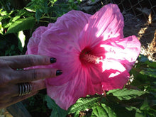 Hibiscus Seeds (Hibiscus rosa-sinensis) for seasonal color across the home or backyard garden beds
