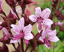 Gas Plant Seeds (Dictamnus albus) for growers filling out the Flower Bed & Garden
