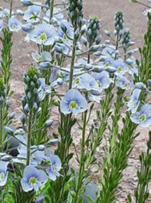 Veronica Blue Streak Perennial Seeds for a colorful addition to any planting