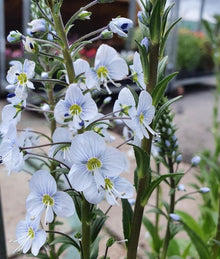 Veronica Blue Streak Perennial Seeds for a colorful addition to any planting