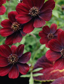 Cosmos Black Magic Seeds (Cosmos atrosanguineus) for colorful blooms in the home garden or pollinator-friendly space