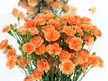 Orange Carnation Seeds (Dianthus caryophyllus) for growers planting the Flower Bed & Garden