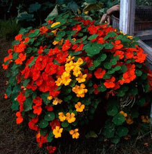 Tall Rollier Mix Nasturtium Seeds for growers filling out the Culinary Gardens