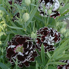 Japanese Pinks Seeds (Dianthus heddewigii) for a lasting display in the sunny flower beds