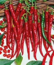 Long Red Slim Cayenne Pepper Seeds known for hot, Slim Peppers
