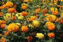 Crackerjack Mix Marigold Seeds for growers seeking a long-blooming display