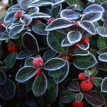 Eastern Teaberry Seeds (Gaultheria procumbens) for a bright addition to the woodland gardens