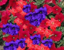 Petunia Red and Purple Mix Seeds for a colorful addition to any planting
