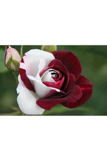Red-Edged Rose Rosa Chinensis Seeds for a lasting display in the Backyard Decorative Borders