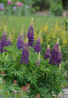 Lupine Popsicle Blue Seeds known for vibrant Lupine Flowers