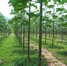 Gene Paulownia Elongata Royal Empress Tree Fast Growing Tree  Ornamental Garden Plant for Home Gardening