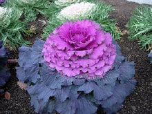 Purple Prince Flowering Kale Seeds â€“ Ornamental Leaves with Regal Purple Hues