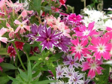 Phlox Twinkle Star Mix Shade Loving Seeds for a lasting display in the Shady Areas