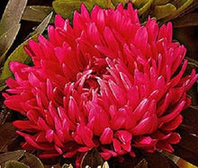 Red Duchess Aster Seeds prized for summer to Fall Color