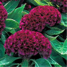 Purple Celosia Seeds (Celosia argentea) for seasonal color across the summer ornamental beds