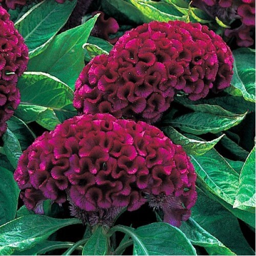 Purple Celosia Seeds (Celosia argentea) for seasonal color across the summer ornamental beds