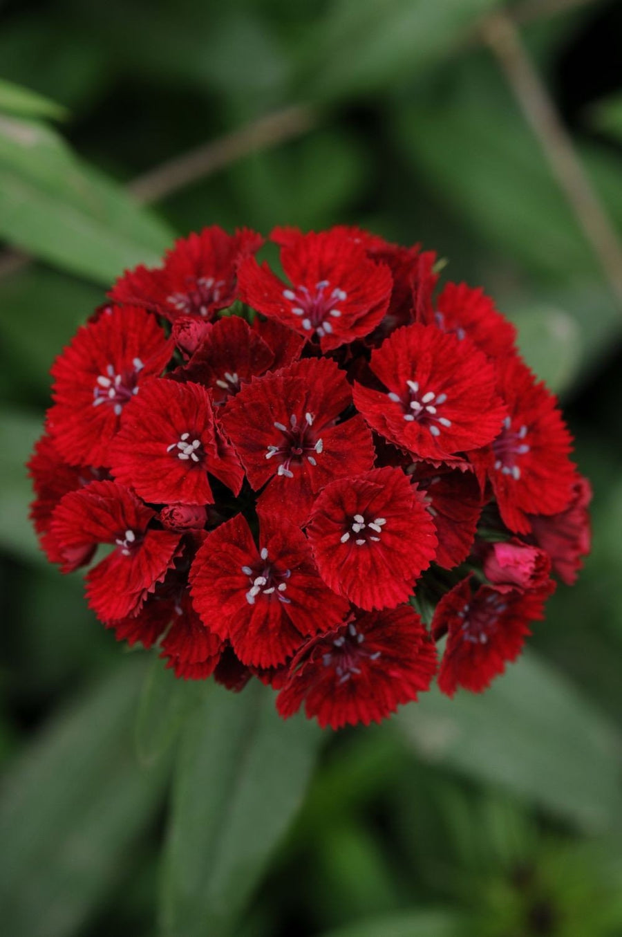 Bright Dianthus Dunetti flower seeds
