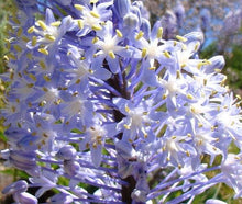 Scilla Natalensis Bluebell Seeds (Scilla natalensis) for growers filling out the Flower Bed