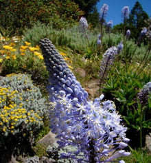Scilla Natalensis Bluebell Seeds (Scilla natalensis) for growers filling out the Flower Bed