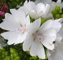 White Perfection with Pink Anthers Malva Seeds for a bright addition to the Cottage Borders