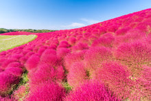 Kochia Burning Bush Seeds for a colorful addition to any planting