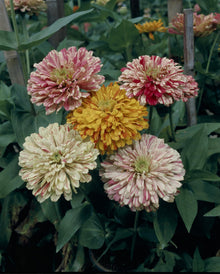 Zinnia Zinnia elegans Candy Banda flower seeds for planting in backyard flower beds or garden borders - for planting in home garden