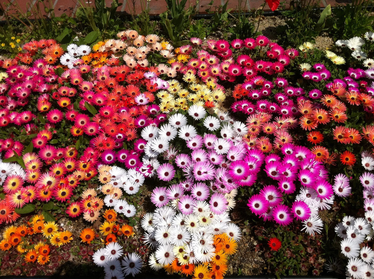 Gelato Orange Ice Plant 'Mesembryanthemum' Seeds for a homegrown harvest from the Container Planting