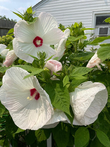Hibiscus Seeds (Hibiscus rosa-sinensis) for growers filling out the backyard garden borders