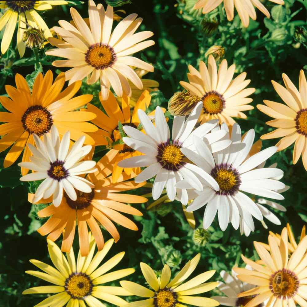 Daisy Dimorphotheca aurantiaca flower seeds for planting in home garden beds or decorative borders - for planting in home garden