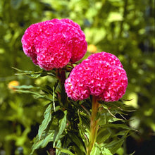 Kurume Rose Cockscomb Celosia Seeds for colorful blooms in the Summer Gardens