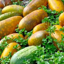 Hmong Red Cucumber Seeds known for traditional Asian Cucumber Cultivation