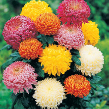 Chrysanthemum Ground Cover Seeds (Chrysanthemum morifolium) for seasonal color across the home garden or landscape borders