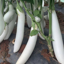 Little White Finger Eggplant Snow White Seeds for home growers seeking a reliable harvest