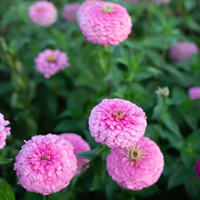 Zinnia Benary Giant Pink Seeds grown for bright, Pink Zinnia Blooms
