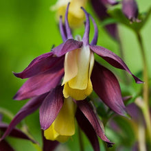 Aquilegia Blackcurrant Ice Seeds for reliable seasonal color