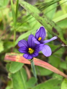 Sisyrinchium Montanum Blue-eyed Grass for planting in wildflower garden
