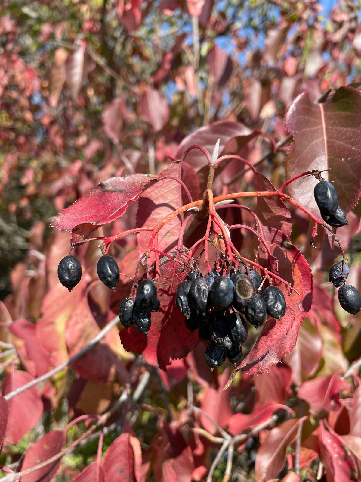Nannyberry (Viburnum lentago ornamental tree) for planting in garden