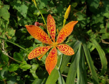 Iris Iris Pallida Leopard Seeds for a lasting display in the Garden Decorative Landscaping