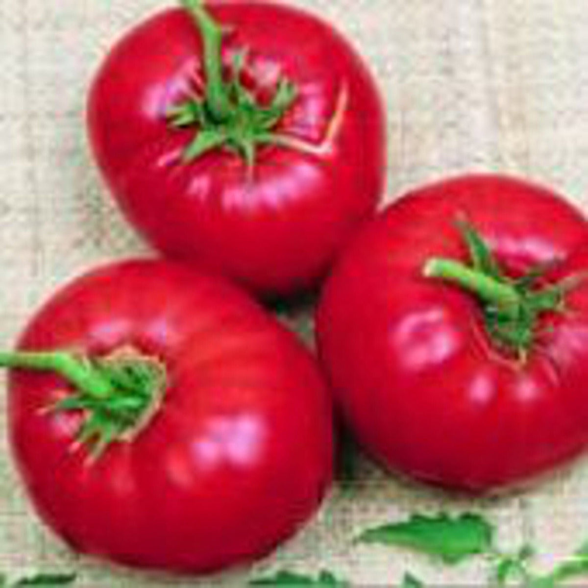 Mule (Team Tomato Solanum lycopersicum vegetable) for planting in garden