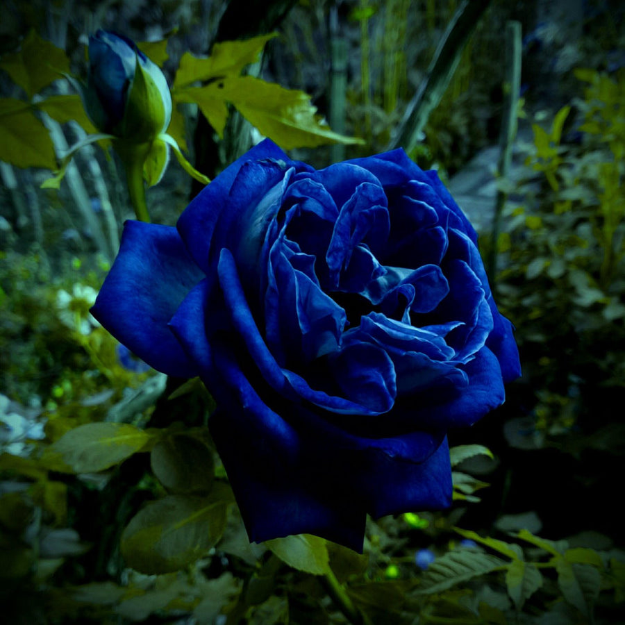 Rose Rosa Hybrida Midnight Flower Seeds for Planting – Deep Dark Blooms for Ornamental Gardens and Bouquets