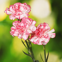 Raspberry Kräuselung Carnation Seeds for a sweet addition to the home orchard