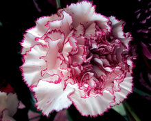 Raspberry (Kräuselung Carnation Flower Seeds – Ruffled Raspberry Pink Blooms with Vintage Appeal) for planting in garden