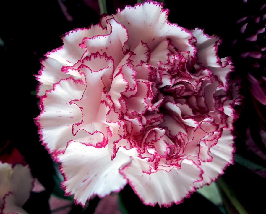 Raspberry (Kräuselung Carnation Flower Seeds – Ruffled Raspberry Pink Blooms with Vintage Appeal) for planting in garden